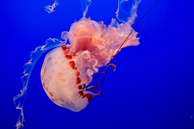 jellyfish
